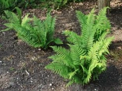 Nepal-Schwarzschuppenfarn -Günstiges Erd Seele Geschäft nepal schwarzschuppenfarn m044719 w 3