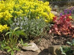 Niederliegender Ehrenpreis 13 Niederliegender Ehrenpreis -Günstiges Erd Seele Geschäft niederliegender ehrenpreis m076295 808325 0