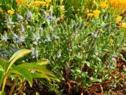 Niederliegender Ehrenpreis 12 Niederliegender Ehrenpreis -Günstiges Erd Seele Geschäft niederliegender ehrenpreis m076295 808325 1