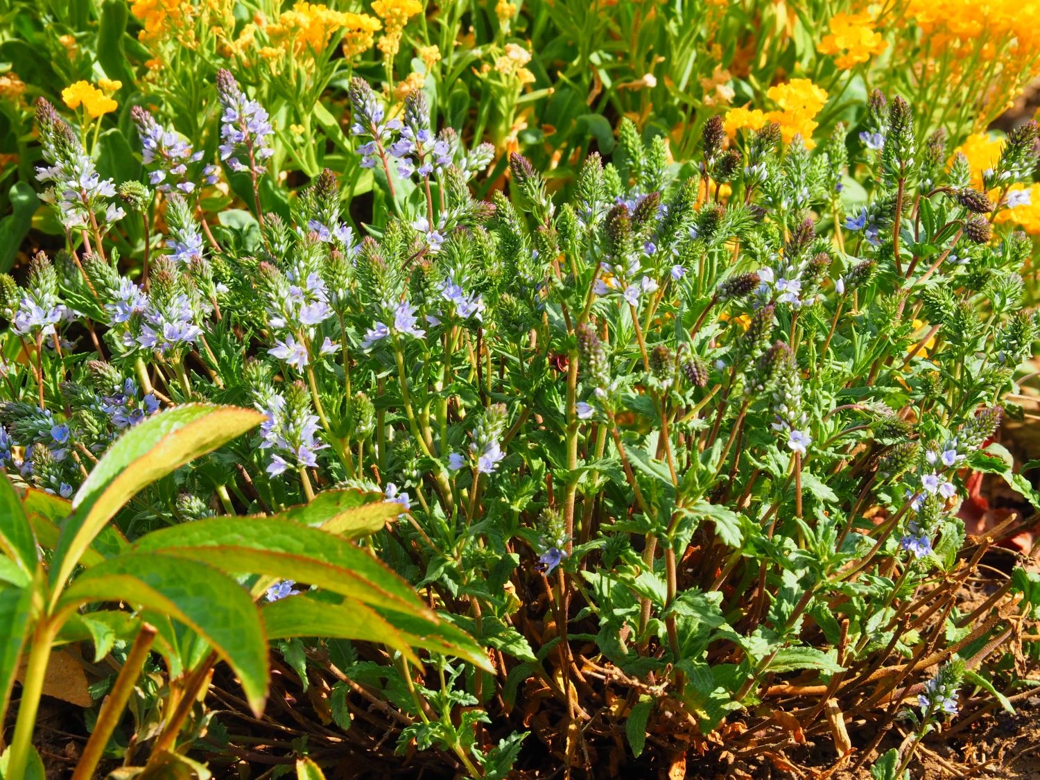 Niederliegender Ehrenpreis 7 Niederliegender Ehrenpreis – Bild 5