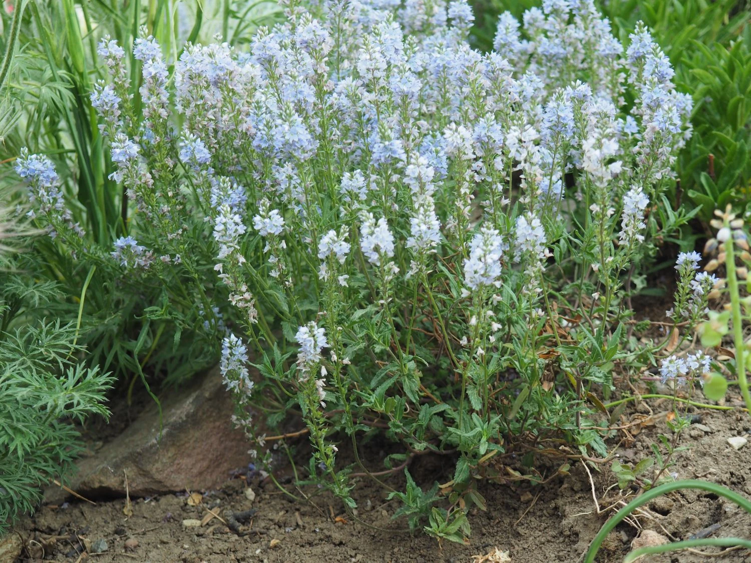 Niederliegender Ehrenpreis 6 Niederliegender Ehrenpreis – Bild 4