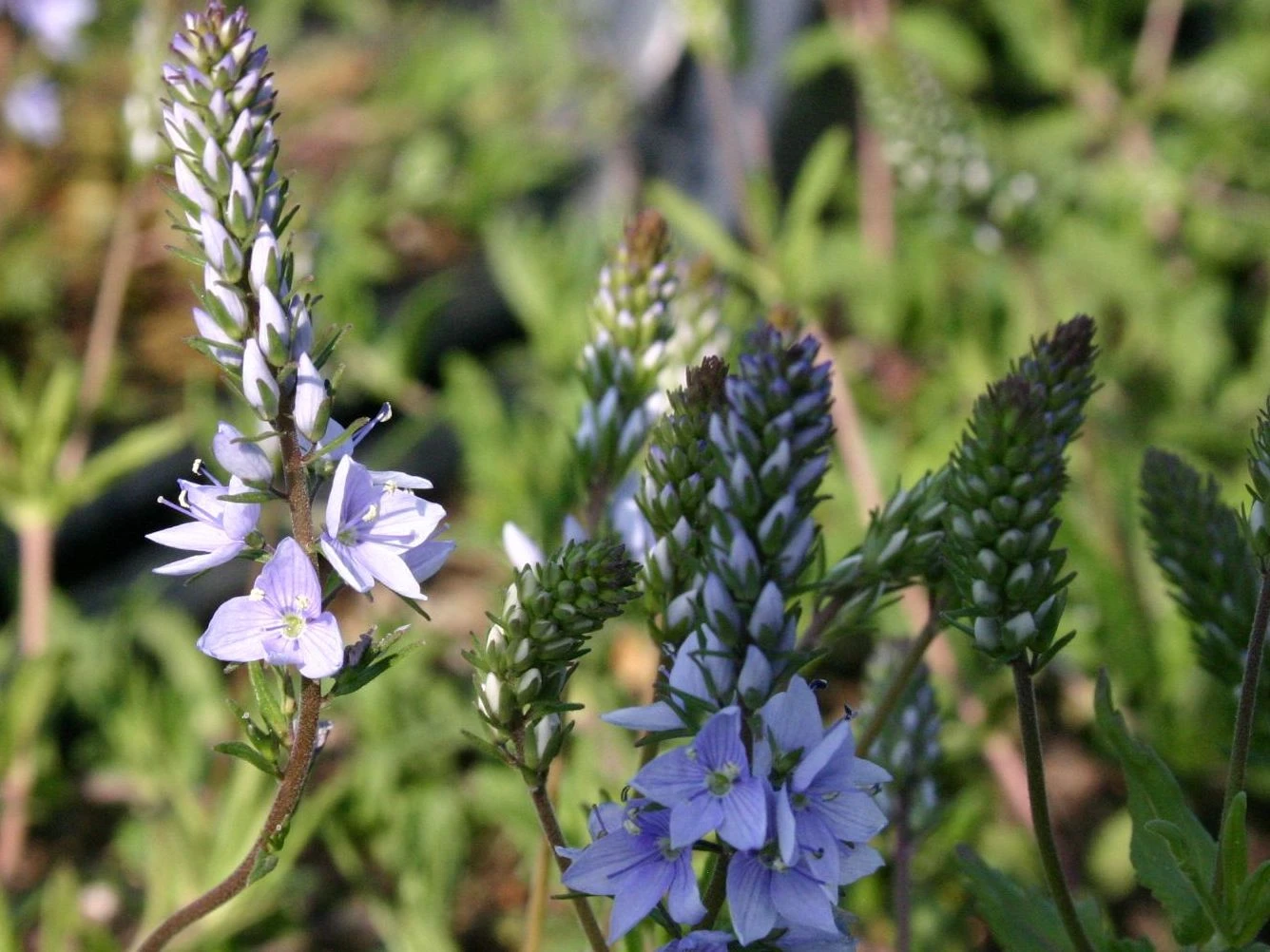 Niederliegender Ehrenpreis 4 Niederliegender Ehrenpreis – Bild 2