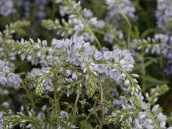 Niederliegender Ehrenpreis 10 Niederliegender Ehrenpreis -Günstiges Erd Seele Geschäft niederliegender ehrenpreis m076295 w 1