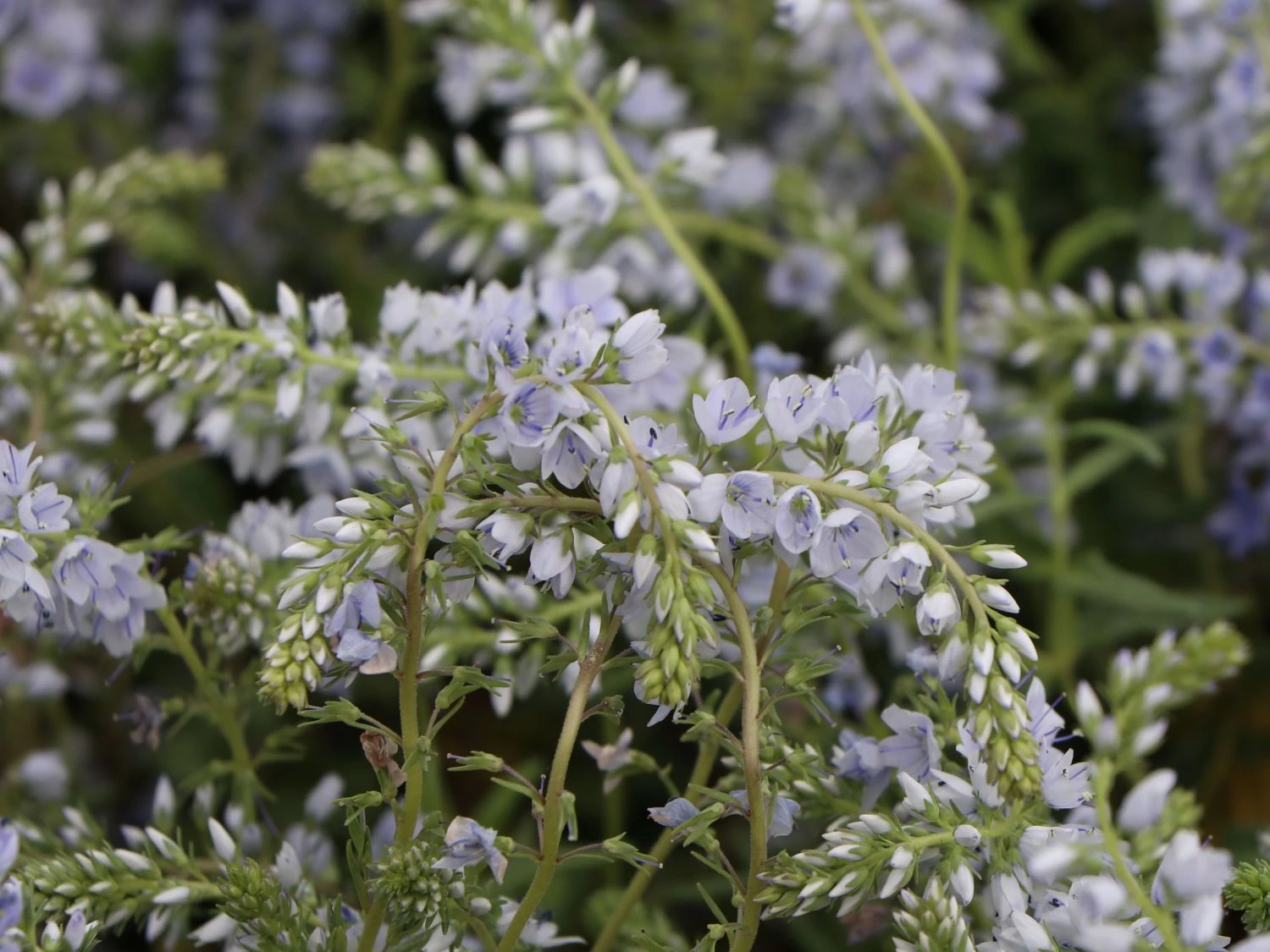 Niederliegender Ehrenpreis 5 Niederliegender Ehrenpreis – Bild 3