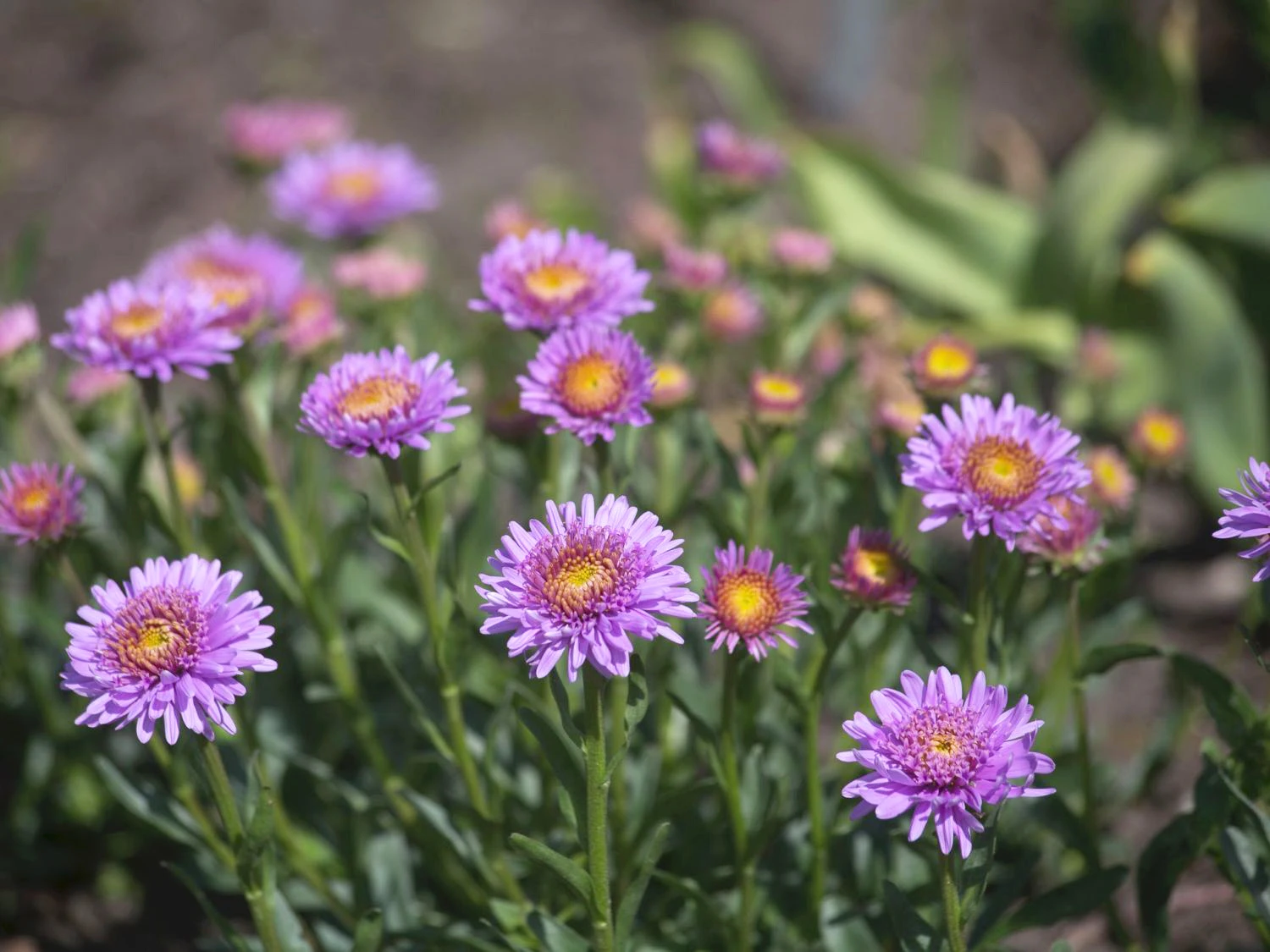 Niedrige Aster 'Antje' 3 Niedrige Aster 'Antje'