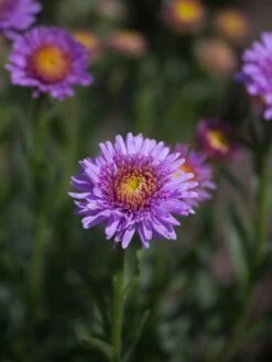 Niedrige Aster 'Antje' 9 Niedrige Aster 'Antje' -Günstiges Erd Seele Geschäft niedrige aster antje m061651 w 0