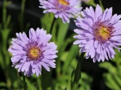 Niedrige Aster 'Antje' 8 Niedrige Aster 'Antje' -Günstiges Erd Seele Geschäft niedrige aster antje m061651 w 4