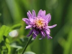 Niedrige Aster 'Antje' 7 Niedrige Aster 'Antje' -Günstiges Erd Seele Geschäft niedrige aster antje m061651 w 5