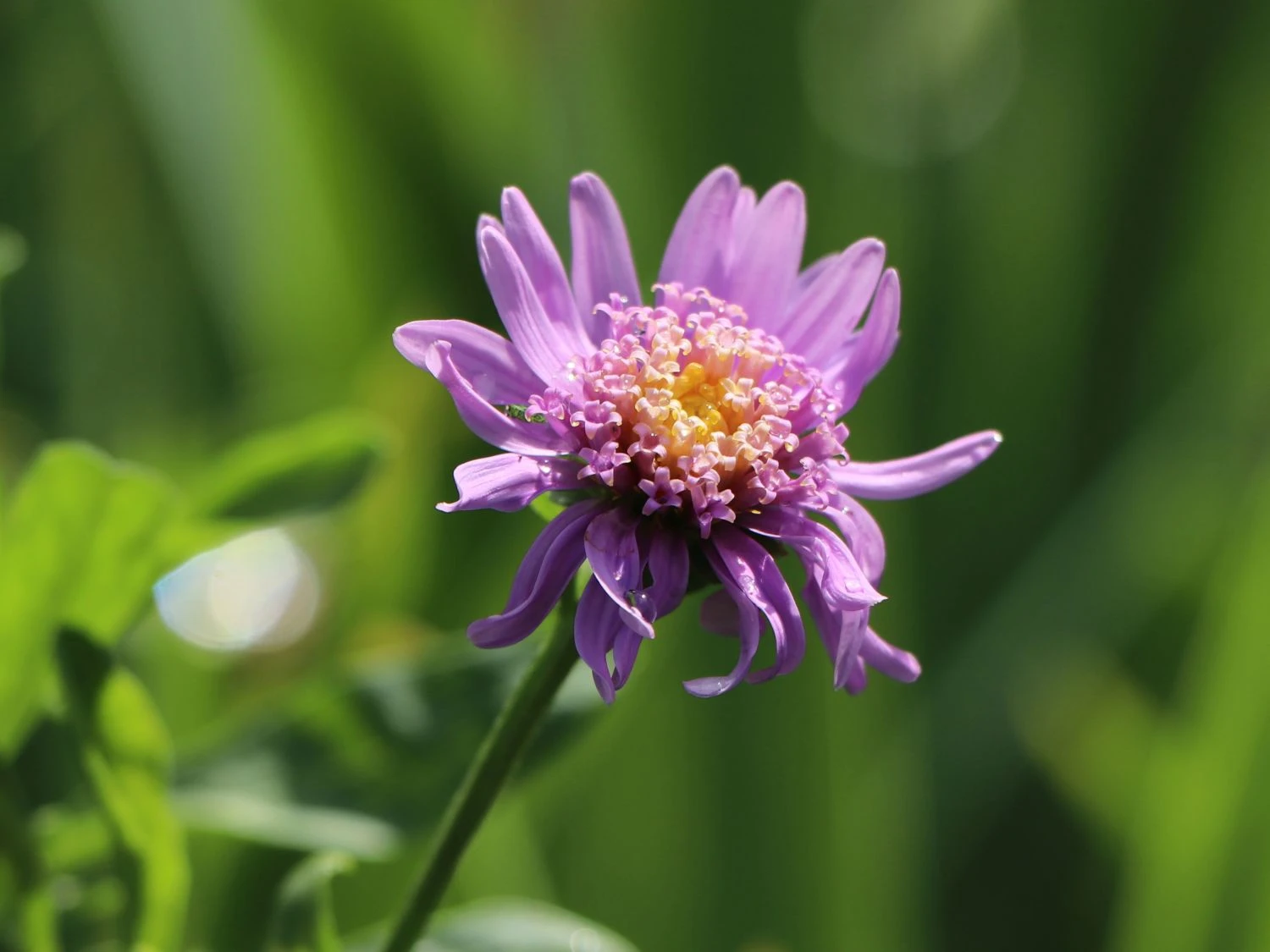 Niedrige Aster 'Antje' 4 Niedrige Aster 'Antje' – Bild 2