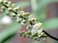 Oktober-Silberkerze 'White Pearl' -Günstiges Erd Seele Geschäft oktober silberkerze white pearl m074185 w 0