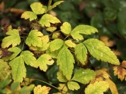 Oktober-Silberkerze 'White Pearl' -Günstiges Erd Seele Geschäft oktober silberkerze white pearl m074185 w 1