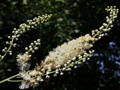 Oktober-Silberkerze 'White Pearl' -Günstiges Erd Seele Geschäft oktober silberkerze white pearl m074185 w 3