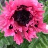 Orientalischer Klatschmohn 'Pink Perfection' 1 Orientalischer Klatschmohn 'Pink Perfection' -Günstiges Erd Seele Geschäft orientalischer klatschmohn pink perfection m117836 h 0