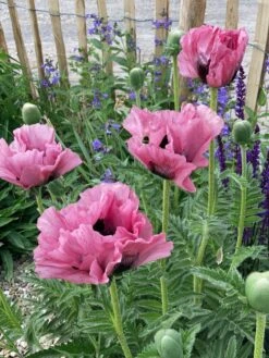 Orientalischer Klatschmohn 'Pink Perfection' -Günstiges Erd Seele Geschäft orientalischer klatschmohn pink perfection m117836 w 0