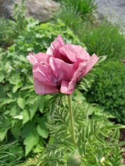 Orientalischer Mohn 'Patty's Plum' -Günstiges Erd Seele Geschäft orientalischer mohn pattys plum m012452 1284527 0