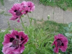 Orientalischer Mohn 'Patty's Plum' -Günstiges Erd Seele Geschäft orientalischer mohn pattys plum m012452 894101 0