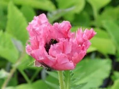 Orientalischer Mohn 'Patty's Plum' -Günstiges Erd Seele Geschäft orientalischer mohn pattys plum m012452 w 0