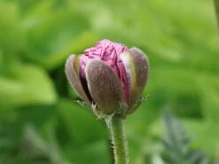 Orientalischer Mohn 'Patty's Plum' -Günstiges Erd Seele Geschäft orientalischer mohn pattys plum m012452 w 1