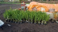 Ovalblättriger Liguster -Günstiges Erd Seele Geschäft ovalblaettriger liguster m002430 1042036 1