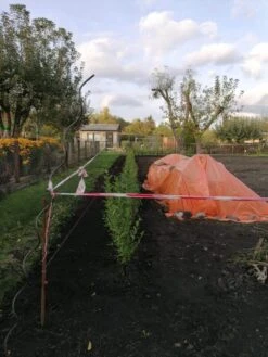 Ovalblättriger Liguster -Günstiges Erd Seele Geschäft ovalblaettriger liguster m002430 1042036 2