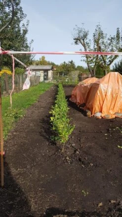 Ovalblättriger Liguster -Günstiges Erd Seele Geschäft ovalblaettriger liguster m002430 1042036 3