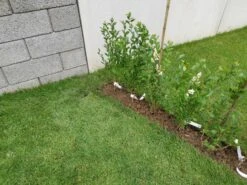 Ovalblättriger Liguster -Günstiges Erd Seele Geschäft ovalblaettriger liguster m002430 1157133 0