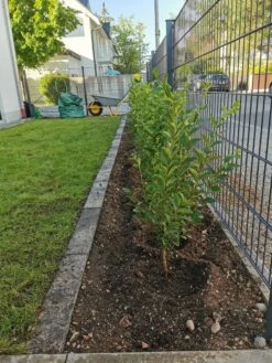 Ovalblättriger Liguster -Günstiges Erd Seele Geschäft ovalblaettriger liguster m002430 1170271 0