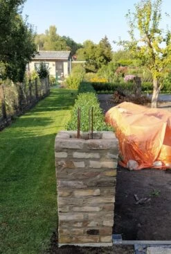 Ovalblättriger Liguster -Günstiges Erd Seele Geschäft ovalblaettriger liguster m002430 193676 0