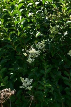 Ovalblättriger Liguster -Günstiges Erd Seele Geschäft ovalblaettriger liguster m002430 441289 0