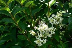 Ovalblättriger Liguster -Günstiges Erd Seele Geschäft ovalblaettriger liguster m002430 441289 1