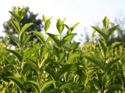 Ovalblättriger Liguster -Günstiges Erd Seele Geschäft ovalblaettriger liguster m002430 w 0