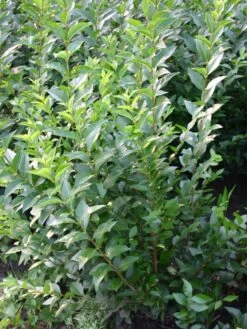 Ovalblättriger Liguster -Günstiges Erd Seele Geschäft ovalblaettriger liguster m002430 w 1