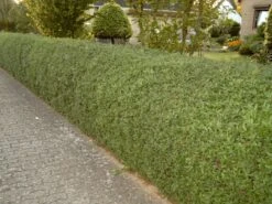 Ovalblättriger Liguster -Günstiges Erd Seele Geschäft ovalblaettriger liguster m002430 w 2