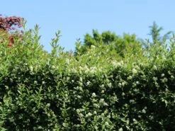 Ovalblättriger Liguster -Günstiges Erd Seele Geschäft ovalblaettriger liguster m002430 w 5