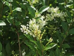 Ovalblättriger Liguster -Günstiges Erd Seele Geschäft ovalblaettriger liguster m002430 w 6