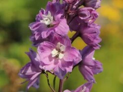 Pacific-Rittersporn 'Astolat' 16 Pacific-Rittersporn 'Astolat' -Günstiges Erd Seele Geschäft pacific rittersporn astolat m001602 w 0