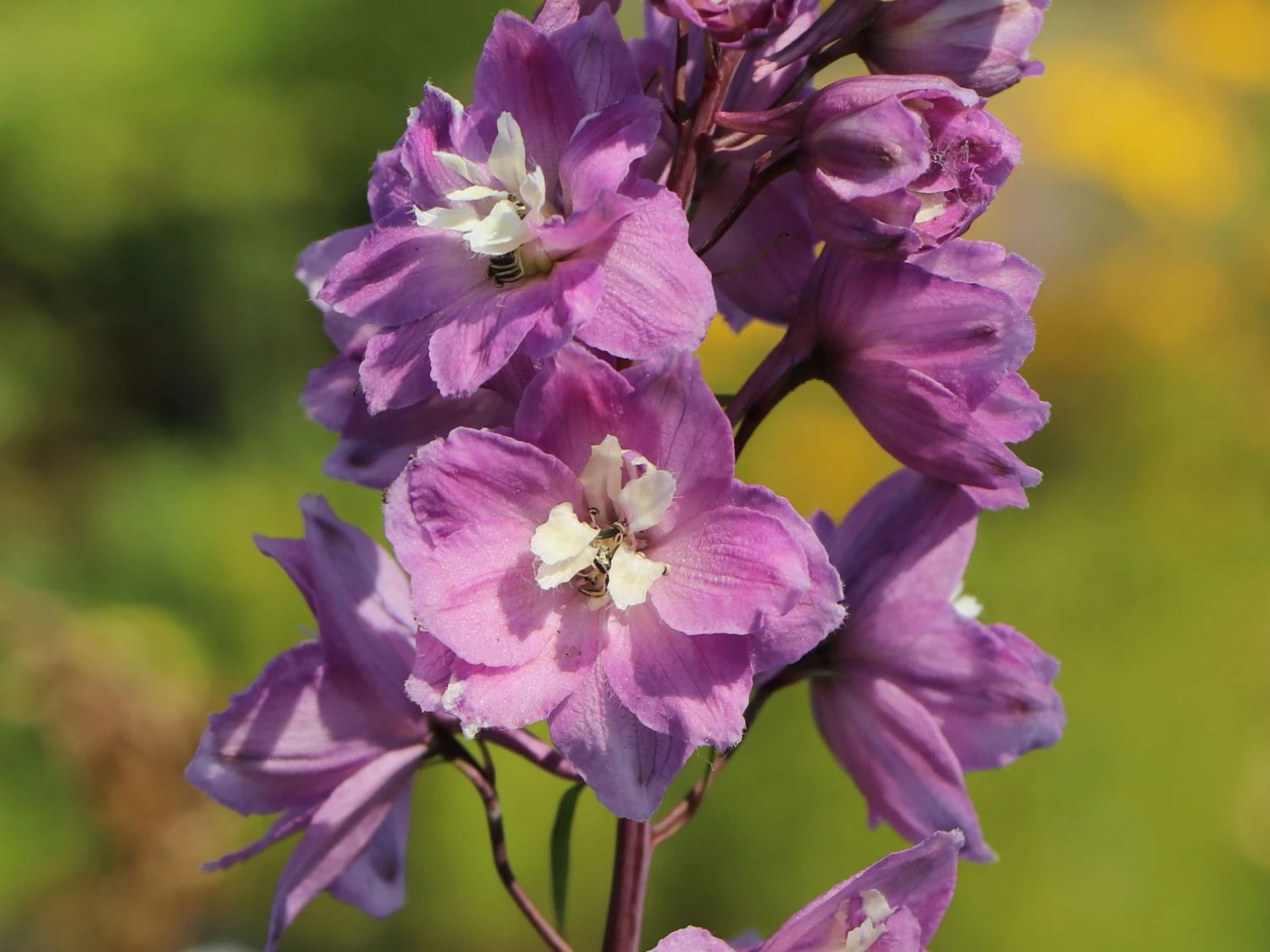 Pacific-Rittersporn 'Astolat' 8 Pacific-Rittersporn 'Astolat' – Bild 6