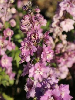 Pacific-Rittersporn 'Astolat' 18 Pacific-Rittersporn 'Astolat' -Günstiges Erd Seele Geschäft pacific rittersporn astolat m001602 w 1