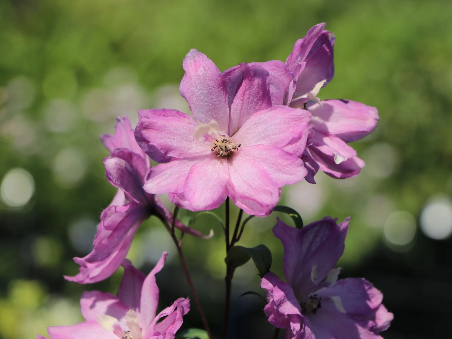 Pacific-Rittersporn 'Astolat' 5 Pacific-Rittersporn 'Astolat' – Bild 3