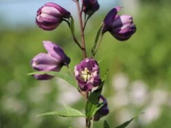 Pacific-Rittersporn 'Astolat' 12 Pacific-Rittersporn 'Astolat' -Günstiges Erd Seele Geschäft pacific rittersporn astolat m001602 w 3