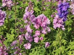 Pacific-Rittersporn 'Astolat' 14 Pacific-Rittersporn 'Astolat' -Günstiges Erd Seele Geschäft pacific rittersporn astolat m001602 w 4