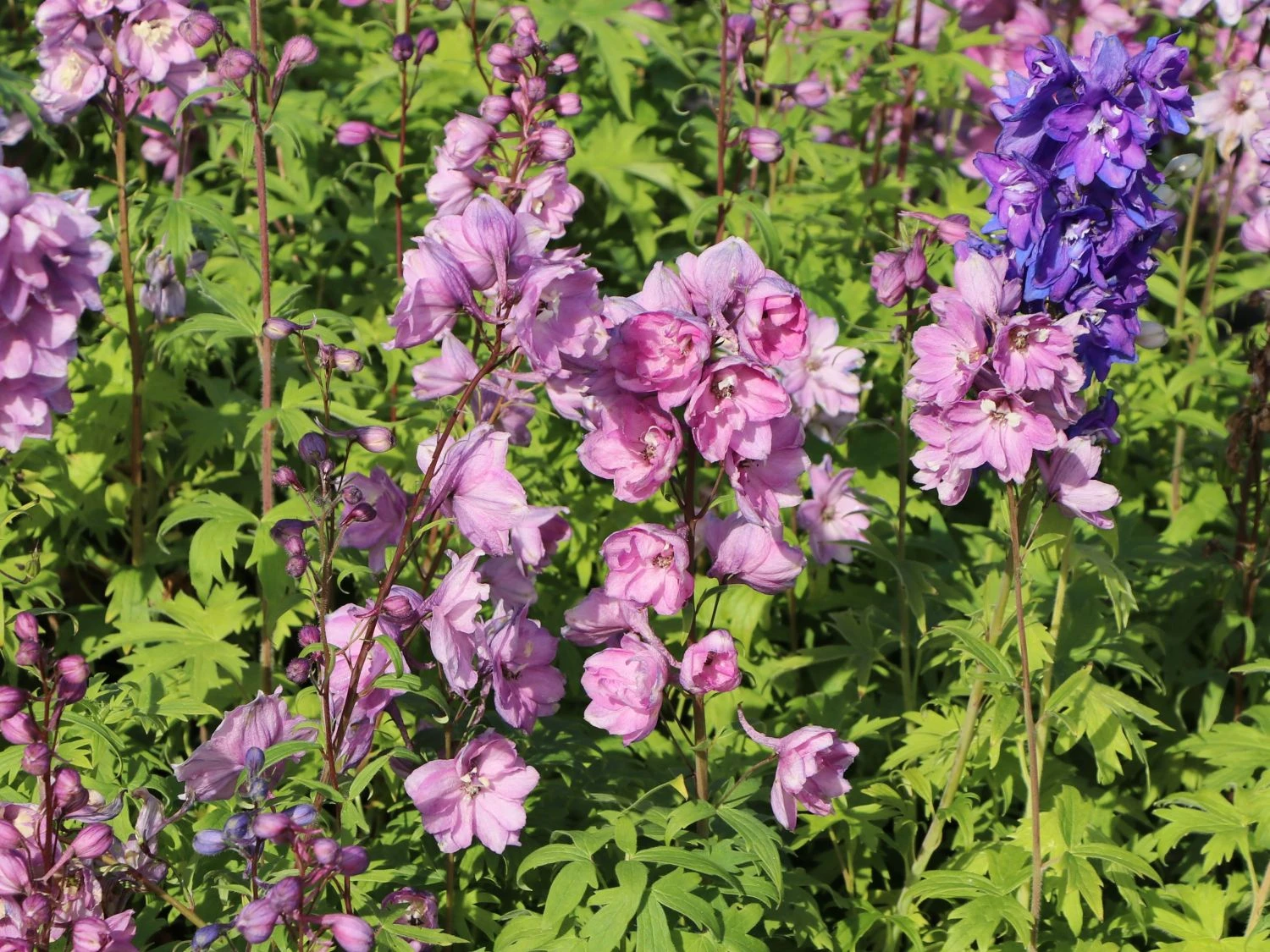 Pacific-Rittersporn 'Astolat' 6 Pacific-Rittersporn 'Astolat' – Bild 4