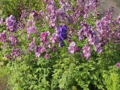 Pacific-Rittersporn 'Astolat' 15 Pacific-Rittersporn 'Astolat' -Günstiges Erd Seele Geschäft pacific rittersporn astolat m001602 w 5