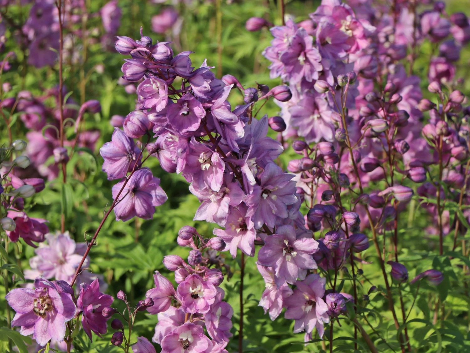 Pacific-Rittersporn 'Astolat' 9 Pacific-Rittersporn 'Astolat' – Bild 7