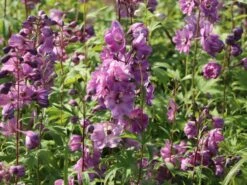 Pacific-Rittersporn 'Astolat' 19 Pacific-Rittersporn 'Astolat' -Günstiges Erd Seele Geschäft pacific rittersporn astolat m001602 w 7