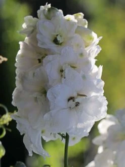 Pacific-Rittersporn 'Galahad' -Günstiges Erd Seele Geschäft pacific rittersporn galahad m009191 w 3