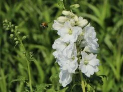 Pacific-Rittersporn 'Galahad' -Günstiges Erd Seele Geschäft pacific rittersporn galahad m009191 w 4