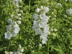 Pacific-Rittersporn 'Galahad' -Günstiges Erd Seele Geschäft pacific rittersporn galahad m009191 w 6