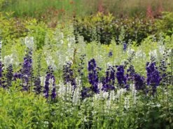 Pacific-Rittersporn 'Galahad' -Günstiges Erd Seele Geschäft pacific rittersporn galahad m009191 w 7