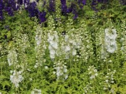 Pacific-Rittersporn 'Galahad' -Günstiges Erd Seele Geschäft pacific rittersporn galahad m009191 w 8